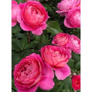 ���m����ϵ�¼������_���ۼtõ�廨�󻨝����҃��̨�ļ����Ի���