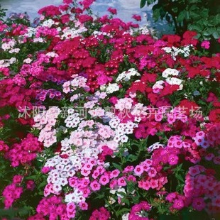 Perennial Phlox Flower Seeds, Sky Blue Hydrangea Seeds, Perennial Flowering Mixed Colors, Colorful All Year Round