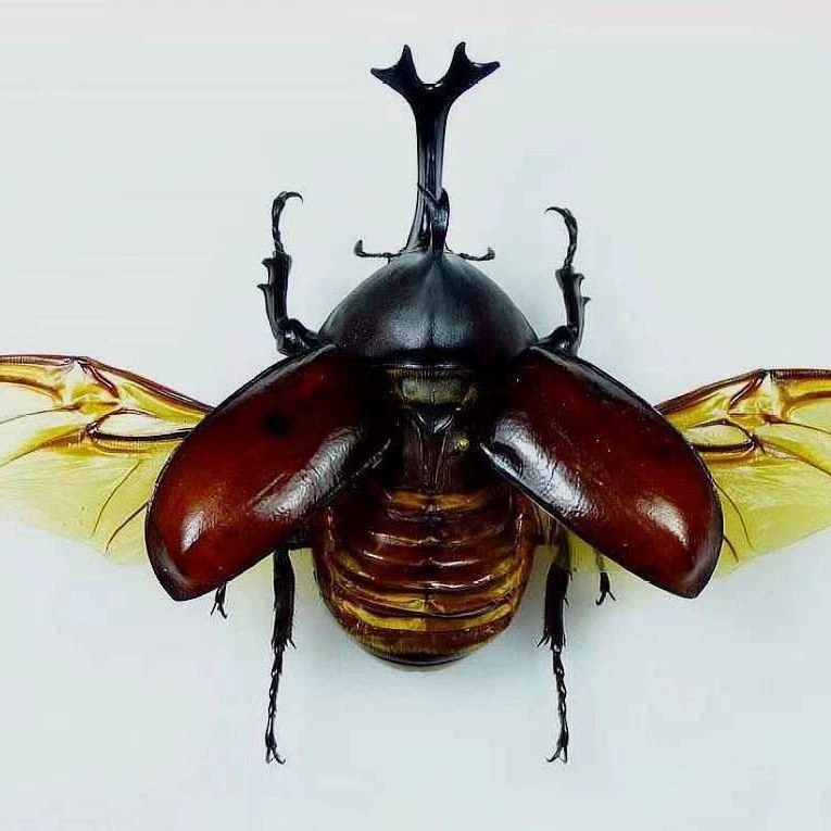 Фоторамка экземпляра жука-единорога