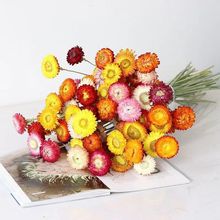 云南天然干花真花麦秆菊小雏菊七彩菊ins网红干花家居装饰摆放花