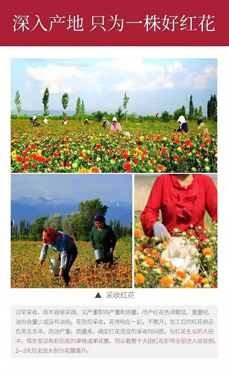 Safflower (Carthamus tinctorius) — Xinjiang Dried Hong Hua for Tea, Wine & Foot Soak overview