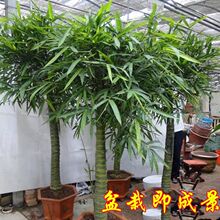 ��Ǵ�����_�h���J���F���̨ͥԺ�^�p�������L���լ��լ��}