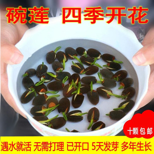 2�����_����ɏ�N���ļ��_��ֲ���҃���ˮ������ˮ���ɻ����ܼ��B