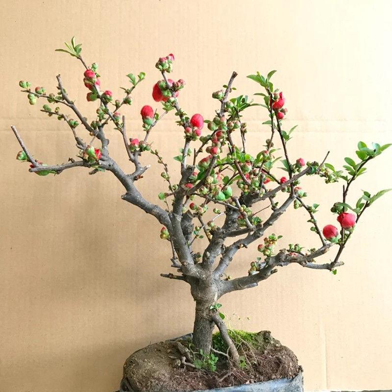 当年开花】海棠花盆栽 海棠树苗 复色四季海棠盆景室内外花卉绿植