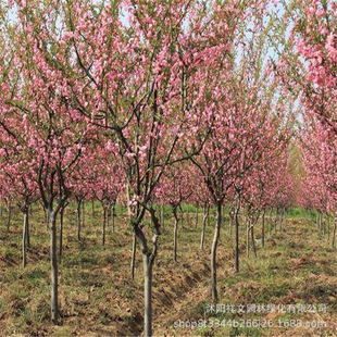 ����ֱ�N������ ���z������ ��G����С�� Ҏ���Rȫ �r�񃞻�