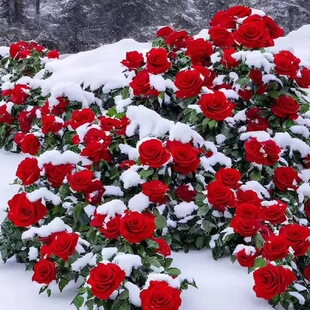 �Nޱ�N���¼����N��õ�廨�N�Ѽt��õ�N���S��õ����ֲ��N�ӻ�ɫ