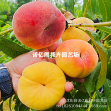 ��Ҙ����޽ӻ�������������ϱ���ͥԺ���ԷNֲ�ش���Y��