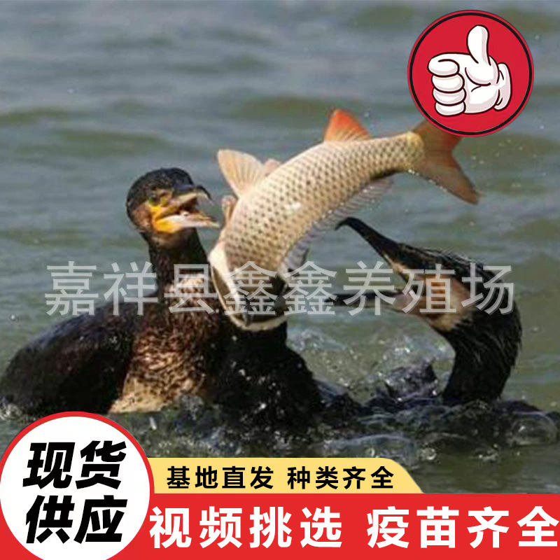 lQLPJx6-nZUP_pjNAyDNAyCwwbzrha