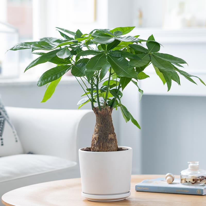 Money Tree Potted Tree Stump to Attract Wealth, Flowers and Green Plants, Indoor Evergreen Living Room and Office Large Money Tree