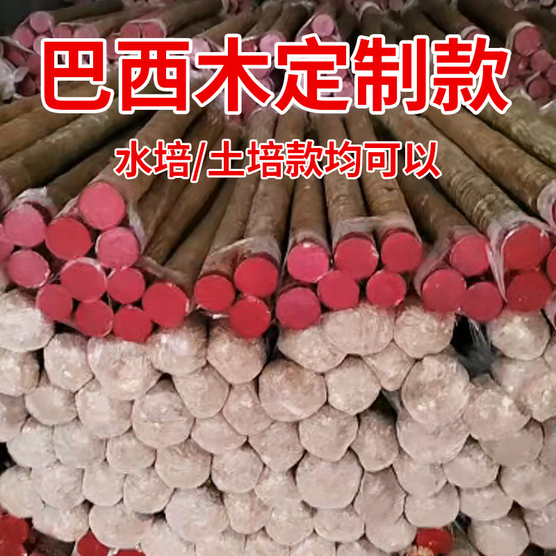 Brazilian Wood Grown in Soil, Tall-Stemmed Lucky Brazilian Wood Potted Plant, Brazilian Wood Lucky Tree, Easy to Grow in Water for Lazy People