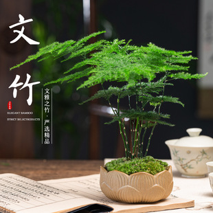��Ʒ���������Ը߶��辰С�Gֲˮ��ֲ���k���҃Ȱ����������绨��