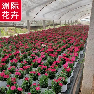 奥斯卡初吻石竹康乃馨 一见钟情室内阳台民宿花卉 花境植物