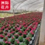 植物花卉花境石竹