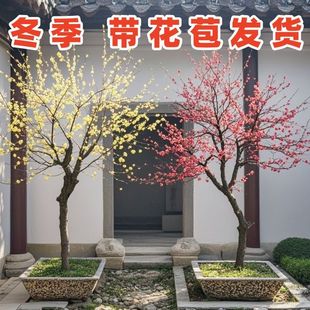 �D÷����G÷�t÷�t���ɰ÷��÷���Ϙ����Ի����ͺ�ֲ��ͥԺ�ļ�