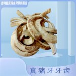 猪牙牙齿门牙獠牙景区地摊货源项链手链脚链狗牙吊坠摆件批发真漂