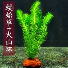 ����ˮ��ֲ���B���~�ݸ׃�ˮ�Gֲ�����B�~�G���~���쾰��ˮ��