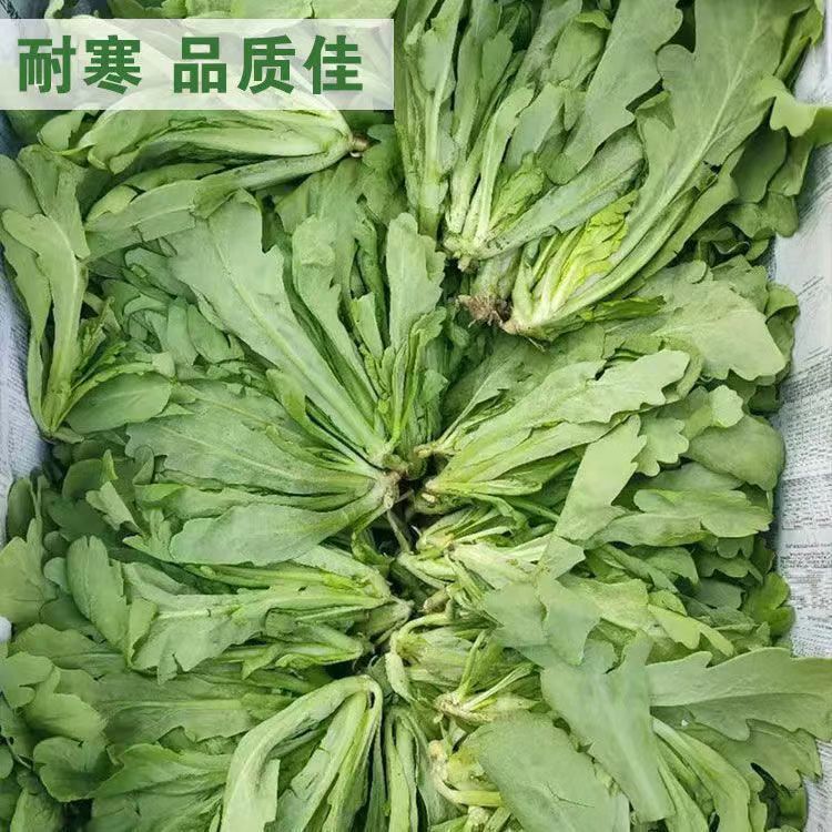皇帝菜中叶茼蒿种子青菜种籽春菊菜种茼蒿菜种籽种四季蔬菜孑菜籽