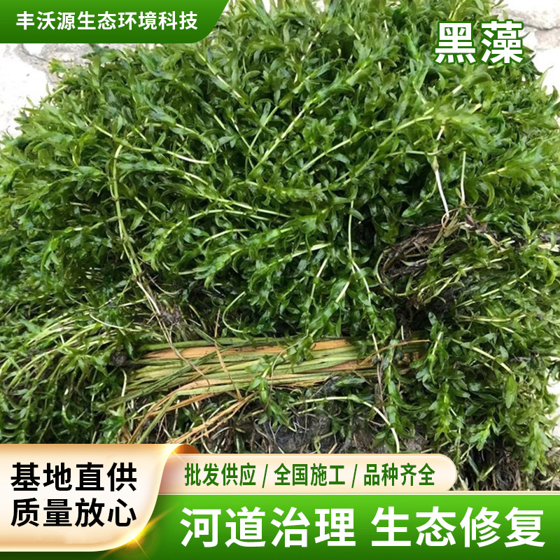 Antirrhinum Vallisneria Hydrilla Antirrhinum Snapdragon Calamus…