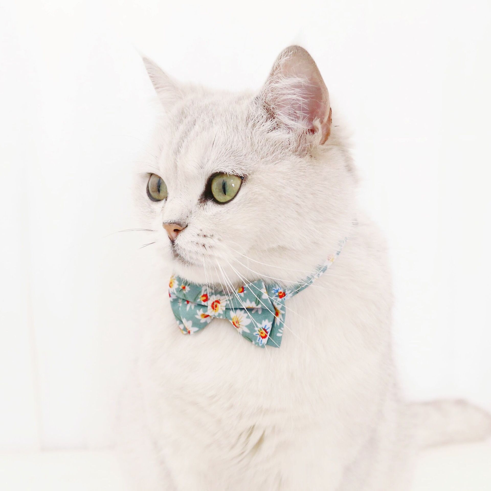 Arco de margarita para mascotas flores de sol campana ajustable gatos perros collares de comercio exterior corbata accesorios pedidos
