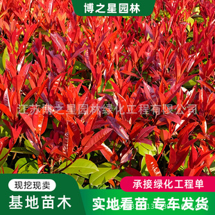 Red-Leaf Heather Saplings, Evergreen Courtyard Green Plants, Phnom Penh Boxwood Saplings, Garden Greening Hedges, Hedges