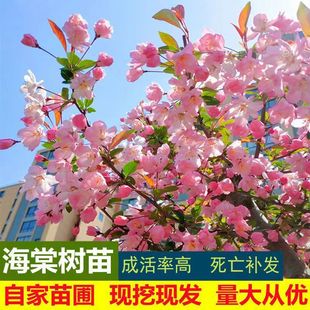 �������Ę���@�ֹ��̾G����ľ���^�^�p���ܴ��z���ı������Ļ���