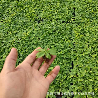 向日葵穴盘苗 向日葵苗 牵牛穴盘苗 草花穴盘苗 穴盘苗现货供应