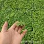 向日葵牵牛穴盘苗