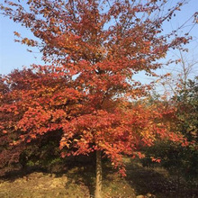 绿化园林工程苗 三角枫树苗 优质三角枫小苗 规格齐全价格优