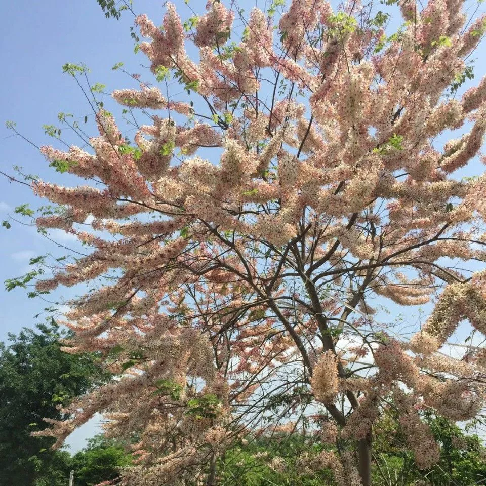 2202 база оптовая поставка саженцев древесины Citi 0,5-2,5 м м.