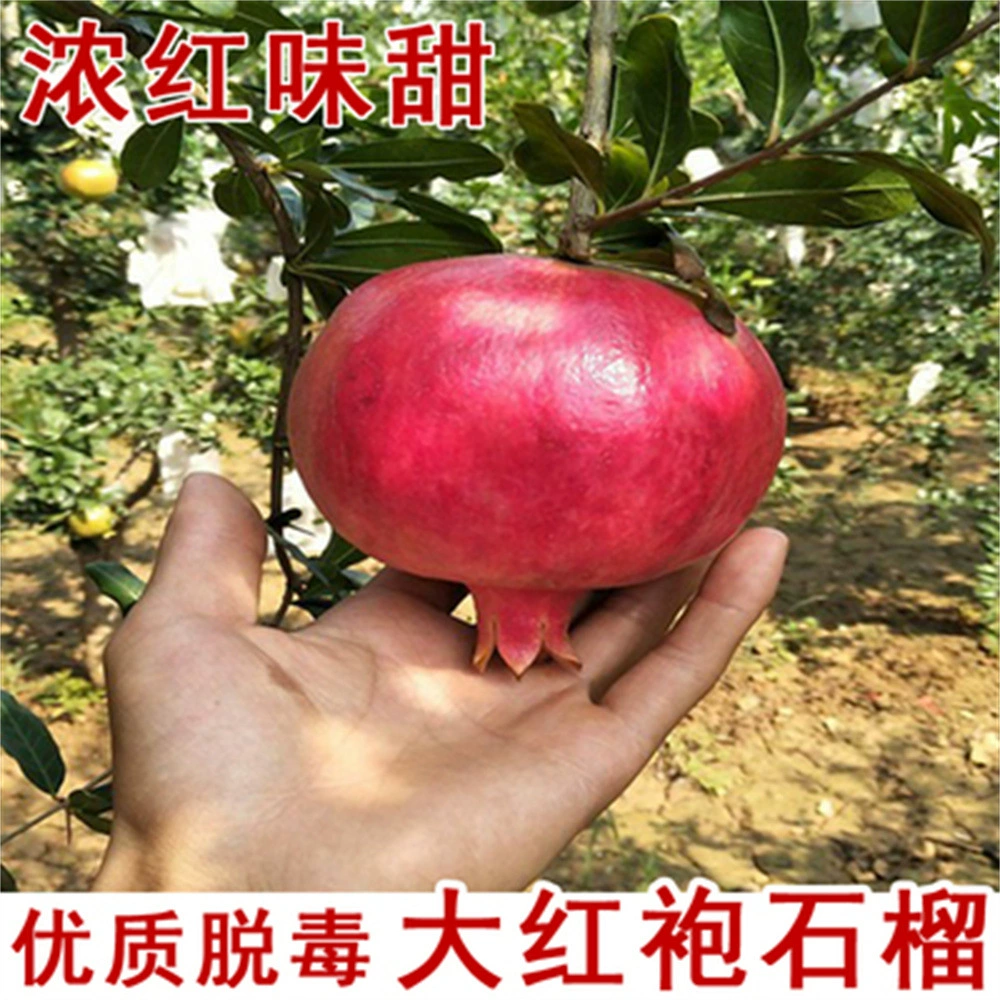 Тунис, саженцы гранатовых деревьев с мягкими семенами, морозостойкие саженцы фруктовых деревьев во дворе, посадка в горшках на севере и юге года