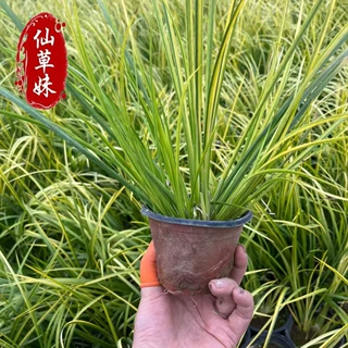金叶石菖蒲杯苗 水生植物观赏草 苔草湿地绿化石菖蒲 金边石菖蒲