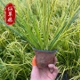 金边湿地水生植物观赏草