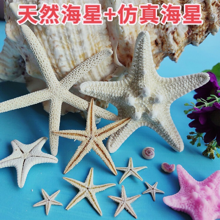 Natural Starfish DIY Handmade Materials Decorative Ornaments Pendants Steamed Buns Five-Finger Flat Real Starfish