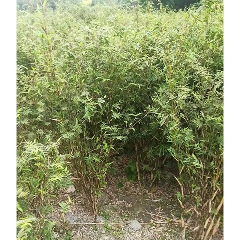 Феникс хвост бамбук поле саженцы панда бамбук Гуаньинь бамбук Сычуань Ландшафтный проект саженцы зерновые бамбуковые растения