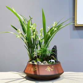 栽培基质;盆栽;营养液