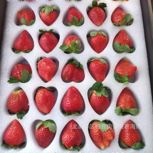 Strawberry Sponge Packaging / Turnover Strawberry Sponge Packaging / Bubble Wrap Strawberry Sponge Packaging / Buffer Strawberry Sponge