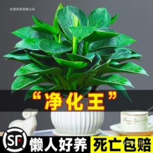 ᾳ��K������ԾG�}�j����ֲ���k���҃Ȼ�ˮ��Gֲ������B�׻�G