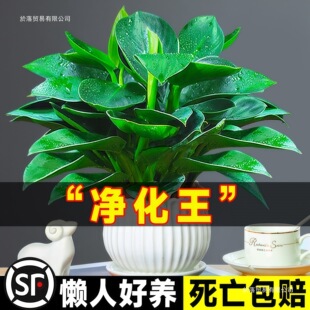 ᾳ��K������ԾG�}�j����ֲ���k���҃Ȼ�ˮ��Gֲ������B�׻�G