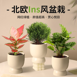 �lؔ���k���������҃ȿ͏d��ֲؔ�ﻨ�ܺ��B������ȩ��������Gֲ