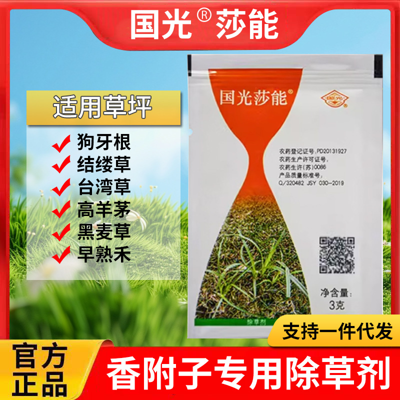 国光莎能马尼拉黑麦草禾本科草坪里防除香附子莎草回头青三菱草