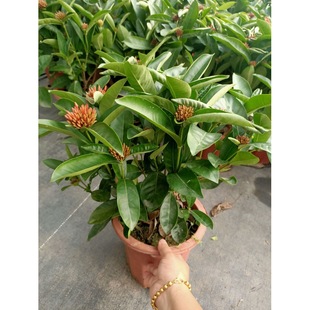 ����ֱ�N250#��������������ͥԺ�ļ��_��������軨�ܾGֲ