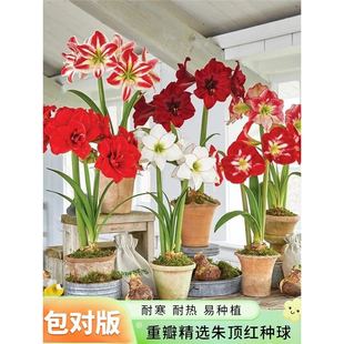 Four-Season Flowering Imported Dutch Double-Petaled Amaryllis Bulbs Indoor and Outdoor Florals and Green Plants Potted Plants Are Easy to Grow and Cold-Resistant