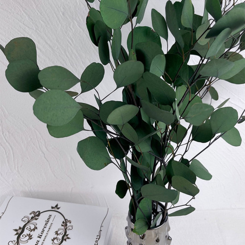 Everlasting Apple Eucalyptus Round Leaf Lemon Scented Gum Real Flower Indoor Decoration Ornament Nordic Style Yunnan Everlasting Flower