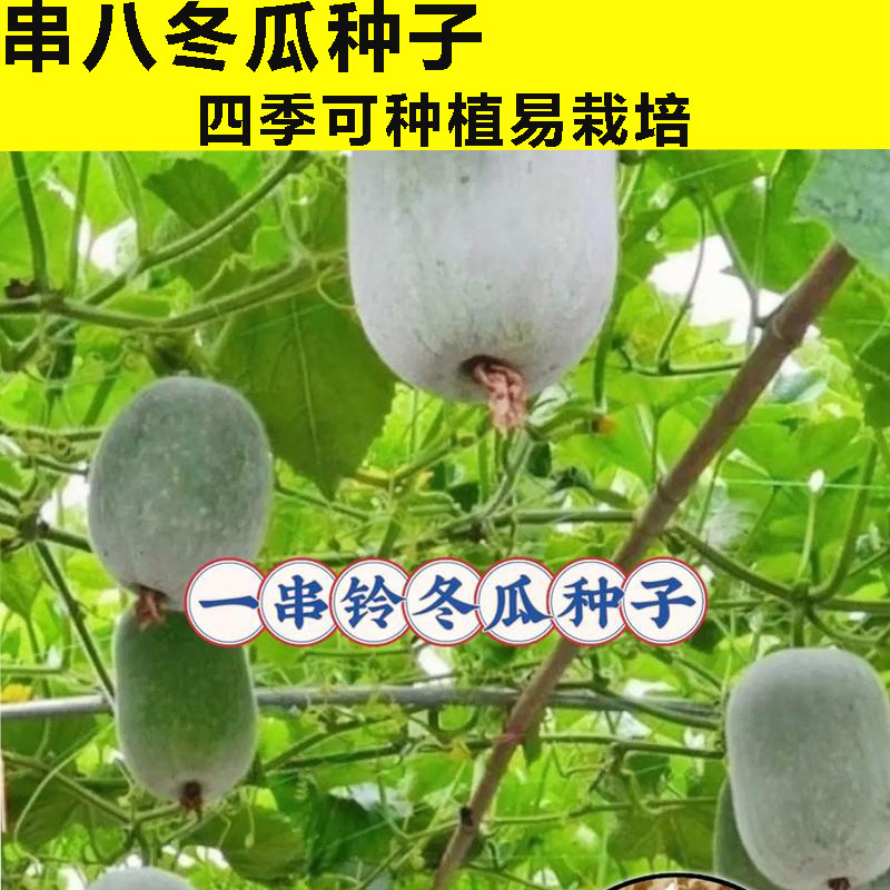 爬满地小冬瓜种子不搭架白皮毛节瓜四季春季高产盆栽蔬菜新品种