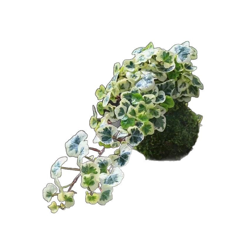 Buca nieve hiedra en maceta interior modelado creativo bonsai balcón sala de estar cesta colgante colgante planta verde