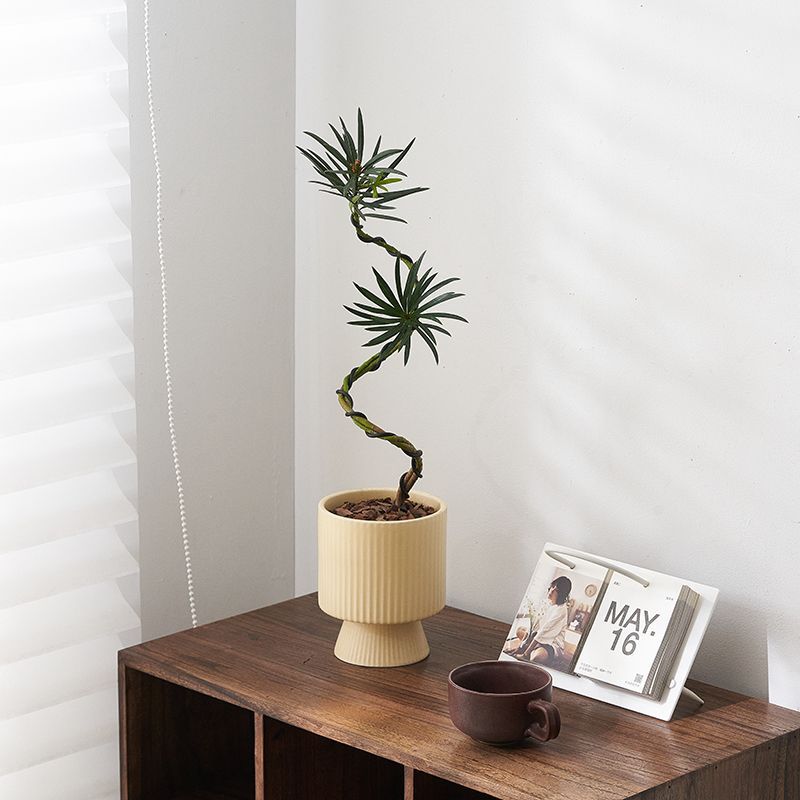 Plántulas de pino Podocarpus de estilo nórdico, forma de pino de bienvenida, planta verde de escritorio, sala de estar interior, planta de paisajismo, planta en maceta que absorbe formaldehído image 5