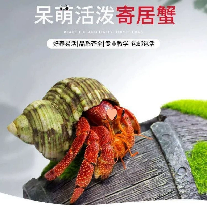 Детские ленивые питомцы Land hermit crabs — наземные ручные крабы, живые пресноводные ягоды, короткий хвост, серо-белые тёмно-фиолетовые декоративные крабы