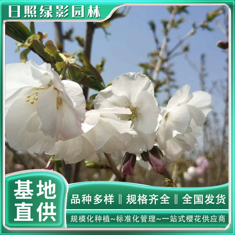 8cm Bai Miao Ying Planting Base Сколько стоит цветение вишни? Маркетплейс Bai Miao Ying