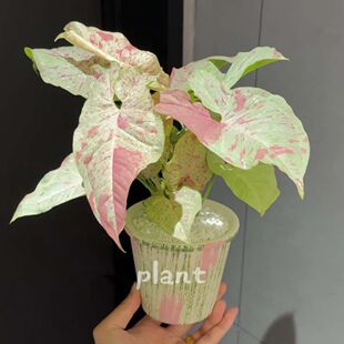 ���Է�ɫ���~��ţ�̼�м�Ϲ���ֲ���҃ȾGֲ�k���Ҽt�ۼ��˺��B