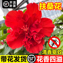 ��ɣ�������ذꎧ�����tɫ����ĵ��ֲ���ļ����ܾGֲ�҃��̨ͥԺ